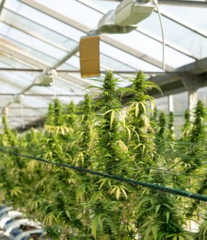 medical-marijuana-blog-img-7