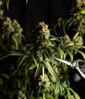medical-marijuana-blog-img-9